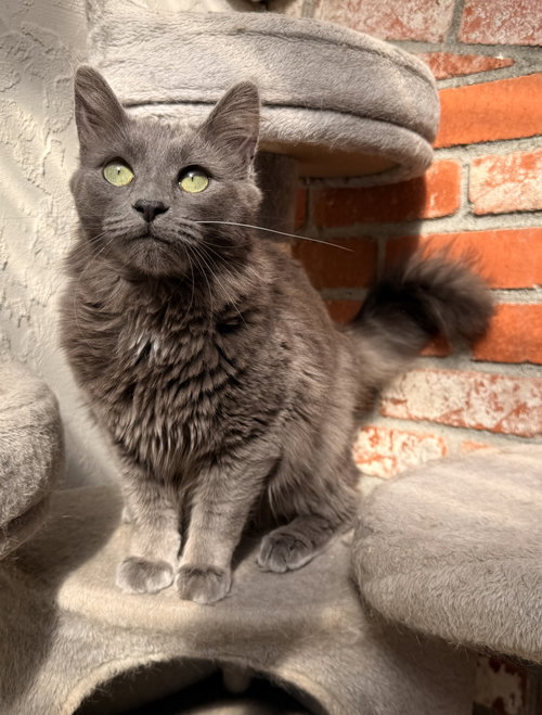STERLING, Baby Domestic Long Hair (long coat), cat for adoption in Oakley, California