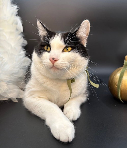 ISA, Young American Shorthair / Tuxedo (short coat), cat for adoption in Oakley, California