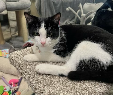 Leo, Frankie and Stormy, Baby Domestic Medium Hair / Tuxedo (short coat), cat for adoption in Oakley, California