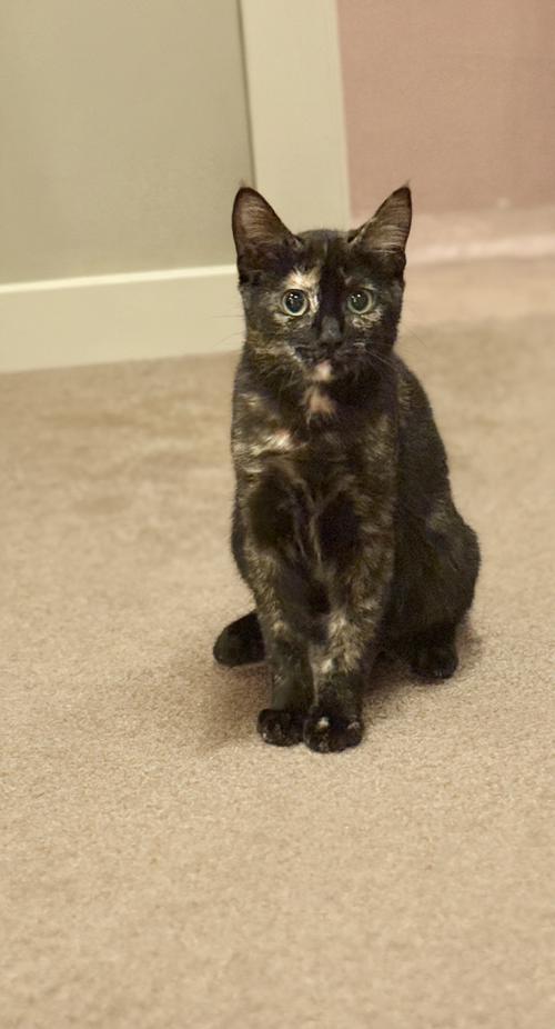 Ella, Baby Tortoiseshell (medium coat), cat for adoption in Oakley, California