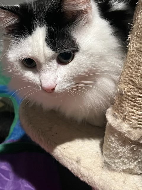Stormy, Leo, and Frankie, Baby Domestic Medium Hair / Tuxedo (medium coat), cat for adoption in Oakley, California