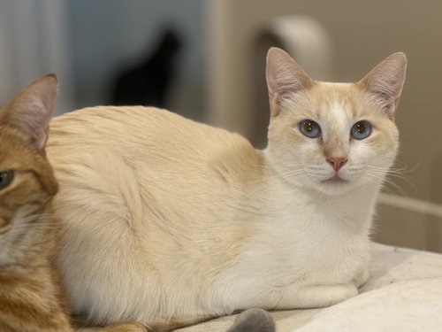 BISCUIT, Young Siamese / Mixed (short coat), cat for adoption in Oakley, California
