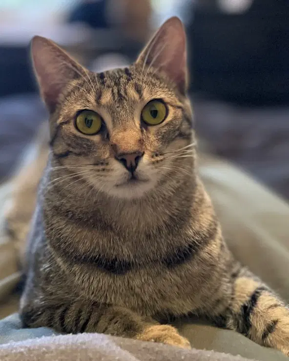 Gabriela - Tabby