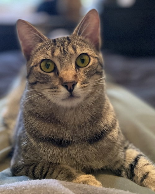 Gabriela, an adoptable Tabby in Walnut Creek, CA