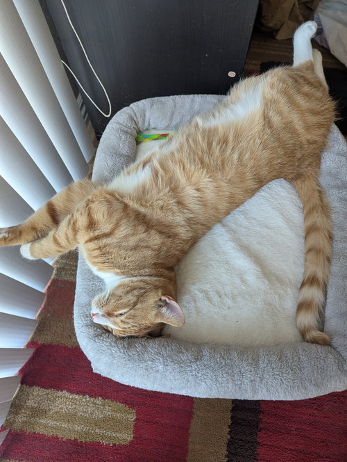 Mojo, an adoptable Domestic Short Hair in Walnut Creek, CA
