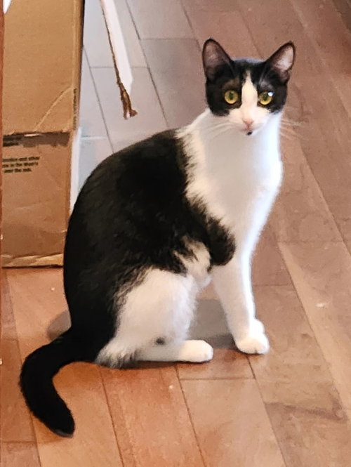 Dot and Henry, Young Abyssinian / Tabby (short coat), cat for adoption in Oakley, California