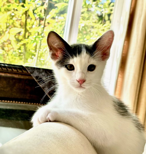 Teddie and Ellie, Baby Abyssinian / Tabby (medium coat), cat for adoption in Oakley, California