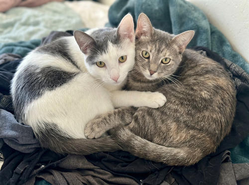 Ellie and Teddy, Baby Abyssinian / Tabby (medium coat), cat for adoption in Oakley, California