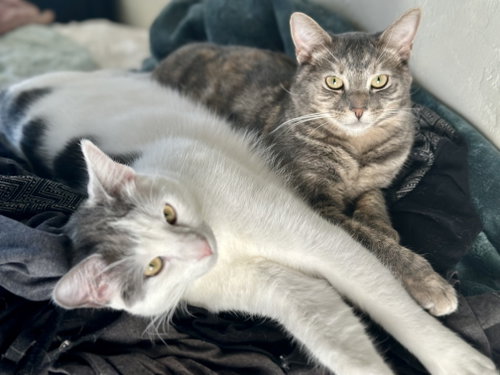 Photo 4 of Ellie and Teddy