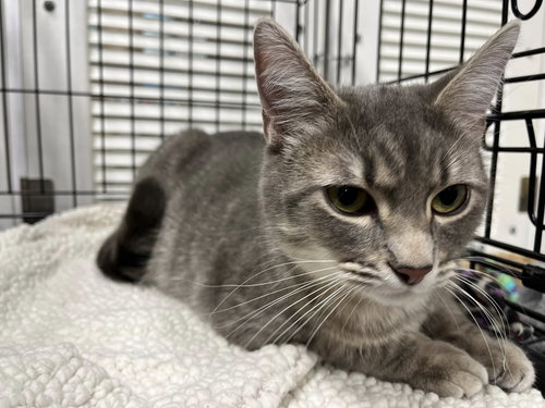 Mama Isabella, Young Tabby / Domestic Short Hair (short coat), cat for adoption in Oakley, California