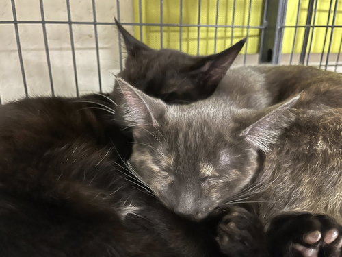 Ember (and Coal), Baby Dilute Tortoiseshell, cat for adoption in Oakley, California