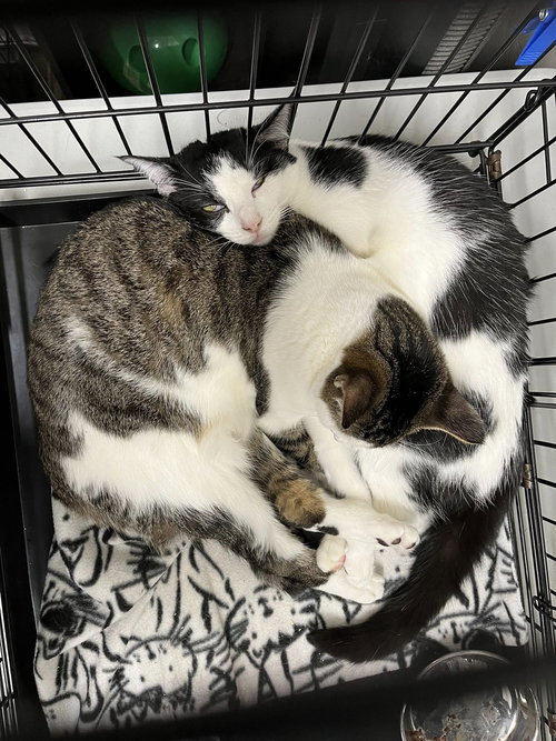 Jo March, Baby Tabby / Domestic Short Hair (short coat), cat for adoption in Oakley, California