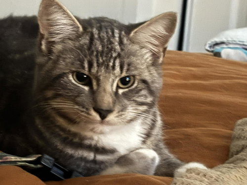 Ralph (and Teddy), Baby Tabby / Domestic Short Hair (short coat), cat for adoption in San Rafael, California