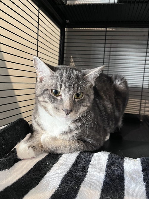 Ralph (and Teddy), Baby Tabby / Domestic Short Hair (short coat), cat for adoption in Oakley, California