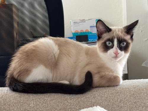 Teddy (and Ralph), an adoptable Siamese in Walnut Creek, CA