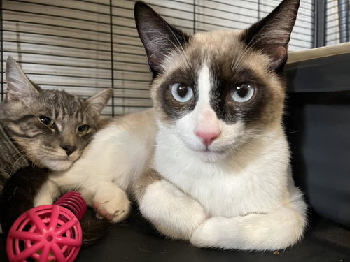 Teddy (and Ralph), Baby Siamese / Domestic Medium Hair / Mixed (medium coat), cat for adoption in Oakley, California