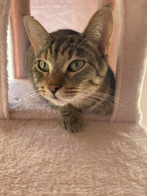 Allie, an adoptable American Shorthair in Walnut Creek, CA