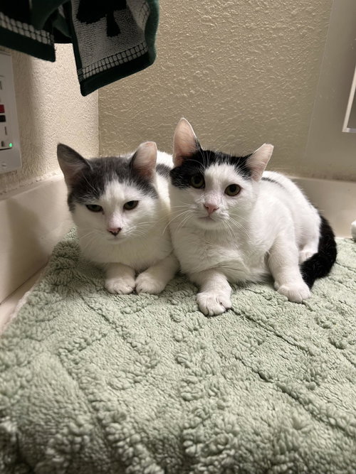 Bruce and Bucky, Baby Domestic Short Hair / Tuxedo / Mixed (short coat), cat for adoption in Oakley, California