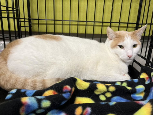 Blizzard, Adult Turkish Van / Domestic Medium Hair (medium coat), cat for adoption in Oakley, California