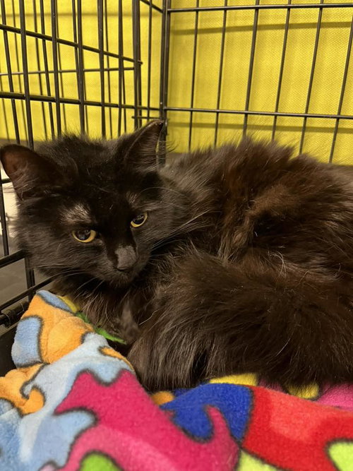 Mimi, Young Bombay / Domestic Medium Hair (medium coat), cat for adoption in Oakley, California