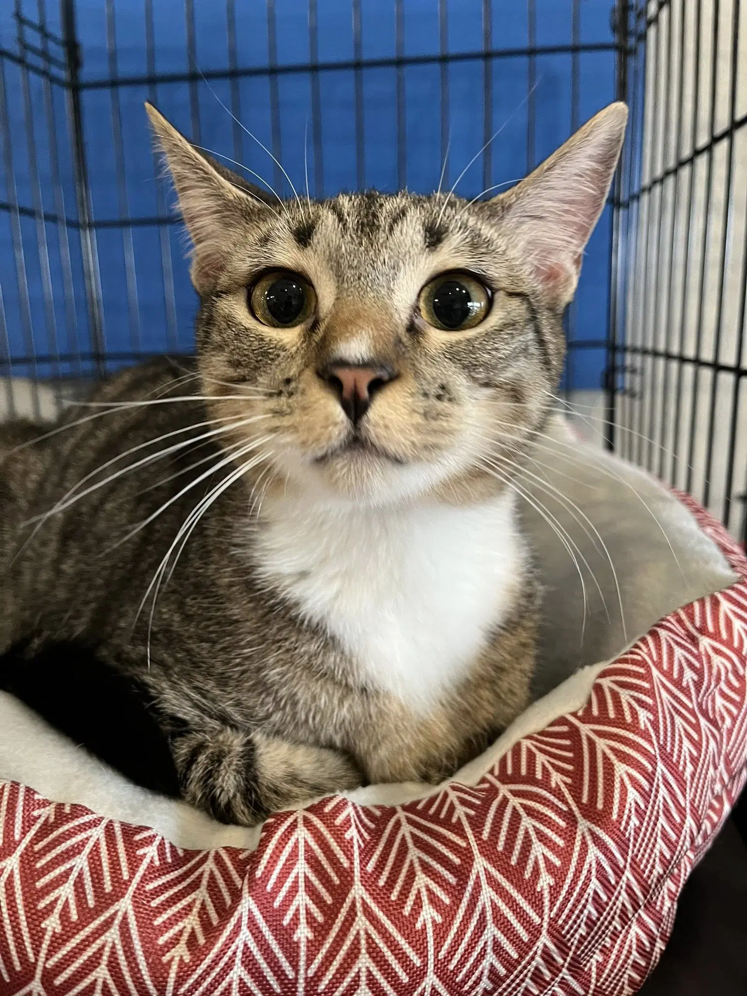 Mittens - Tabby