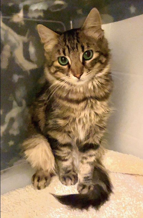Hudson and Freckles, Baby Maine Coon / Scottish Straight (long coat), cat for adoption in Oakley, California