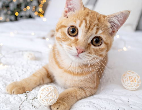 Freckles and Hudson, Baby Scottish Straight / Maine Coon (long coat), cat for adoption in Oakley, California