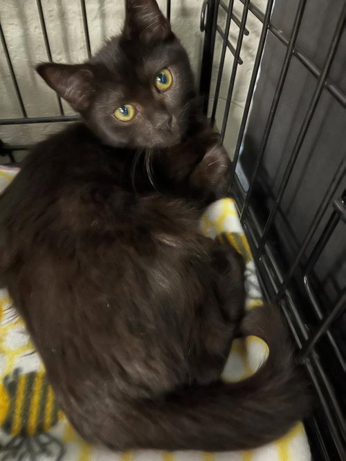 Villetta (and Malta), Baby Domestic Short Hair / Bombay (short coat), cat for adoption in Oakley, California