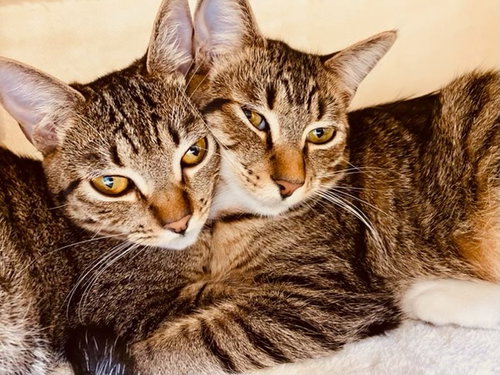 Strawberry & Banana, Baby Tabby (short coat), cat for adoption in Oakley, California