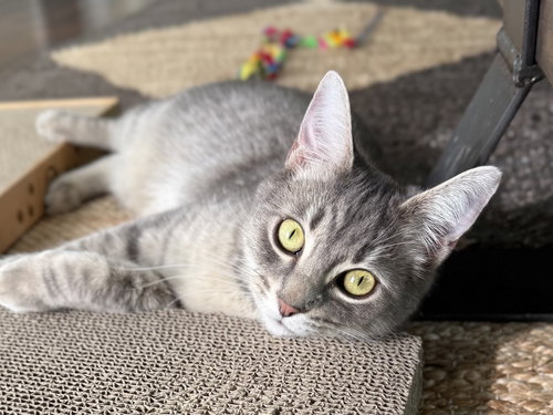 Isabella, Young Tabby / Domestic Short Hair (short coat), cat for adoption in Oakley, California