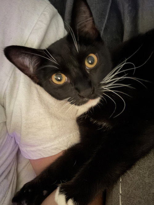 Koda and Susie, Young Domestic Short Hair (short coat), cat for adoption in Oakley, California
