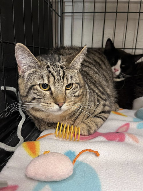 Jezebel, Baby Tabby / Domestic Short Hair (short coat), cat for adoption in Oakley, California