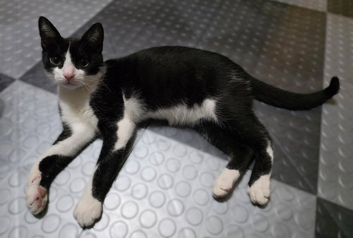 Tiny Tim, Baby Tuxedo / Domestic Short Hair / Mixed (short coat), cat for adoption in Oakley, California