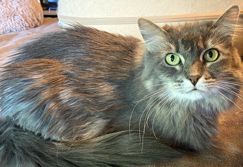 Zeena, Adult Maine Coon / Domestic Long Hair / Mixed (long coat), cat for adoption in Oakley, California