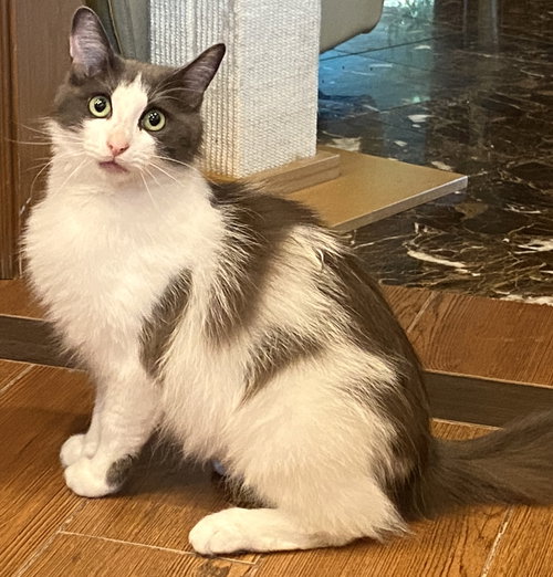 Sarah, Young Domestic Long Hair / Turkish Van / Mixed (long coat), cat for adoption in Oakley, California