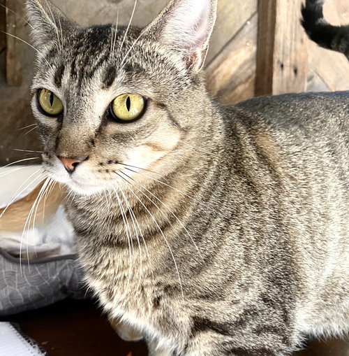Robyn, Adult Tabby / Domestic Short Hair / Mixed (short coat), cat for adoption in Oakley, California