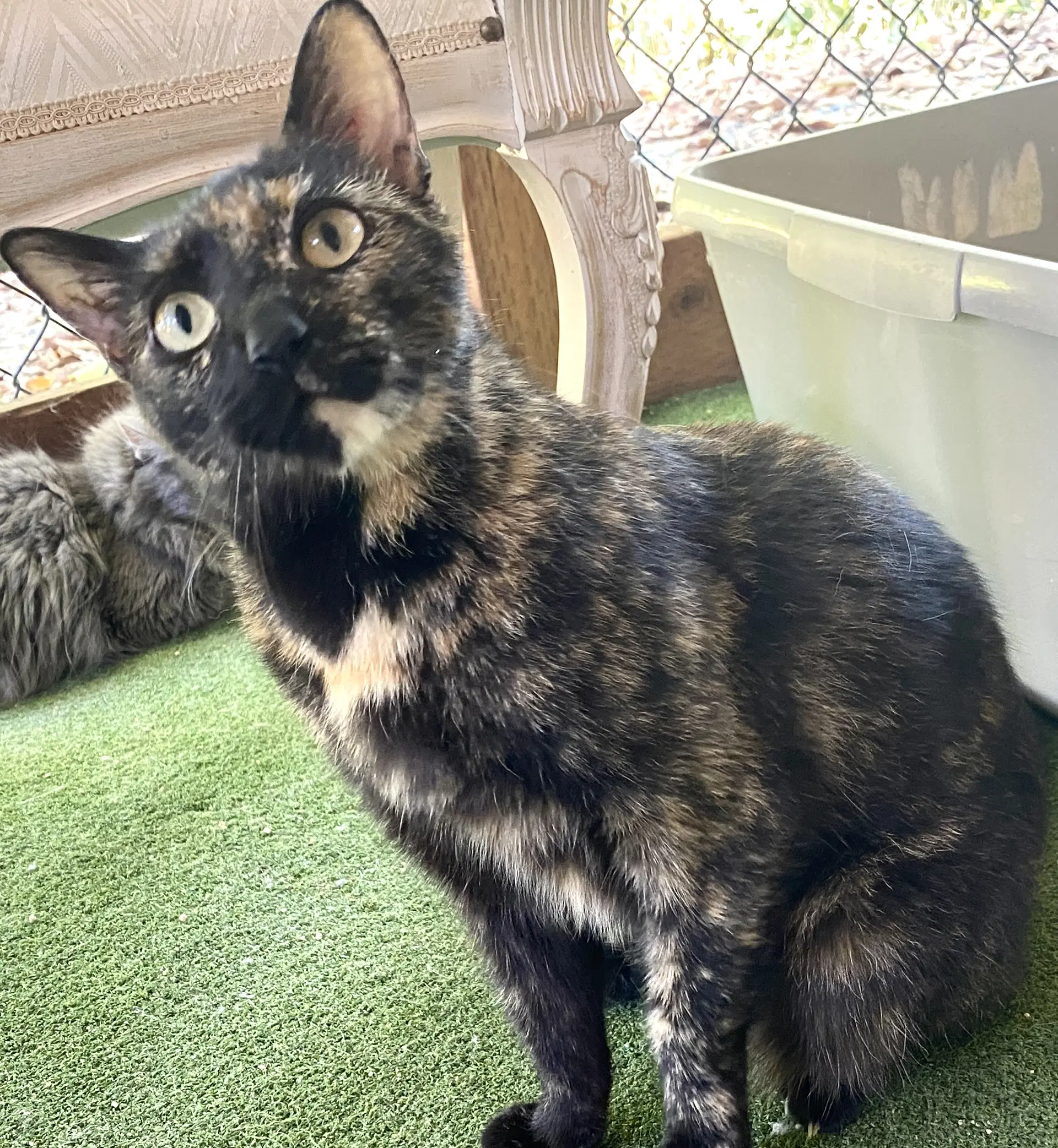 Patches - Tortoiseshell
