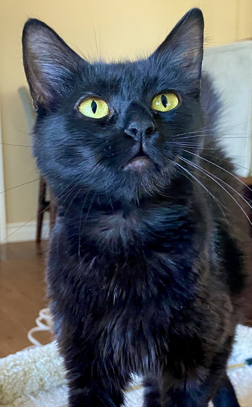 Mama, Young Domestic Long Hair / Chartreux / Mixed (long coat), cat for adoption in Oakley, California