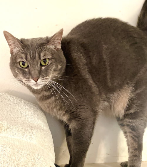 Jumper Jr, Senior Tabby / Domestic Short Hair / Mixed (short coat), cat for adoption in Oakley, California