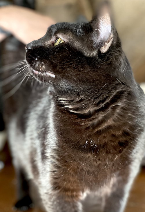 Helen, Adult Bombay / Domestic Short Hair / Mixed (short coat), cat for adoption in Oakley, California