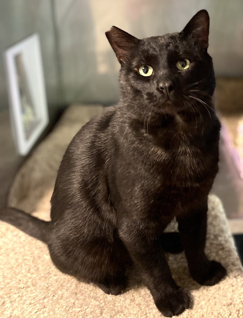 Cole, Adult Bombay / Domestic Short Hair / Mixed (short coat), cat for adoption in Oakley, California