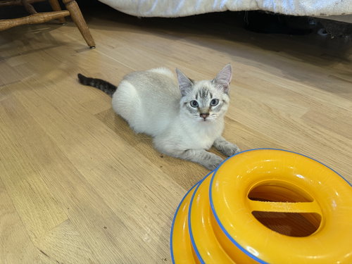 POPPY (& KNOX), Baby Siamese / Domestic Short Hair (short coat), cat for adoption in Oakley, California