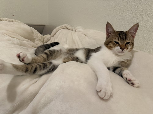 KNOX (& POPPY), Baby Domestic Short Hair (short coat), cat for adoption in Oakley, California