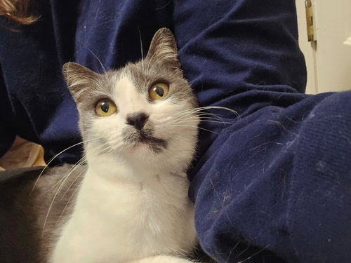 Poppy, Baby Tabby (short coat), cat for adoption in Oakley, California