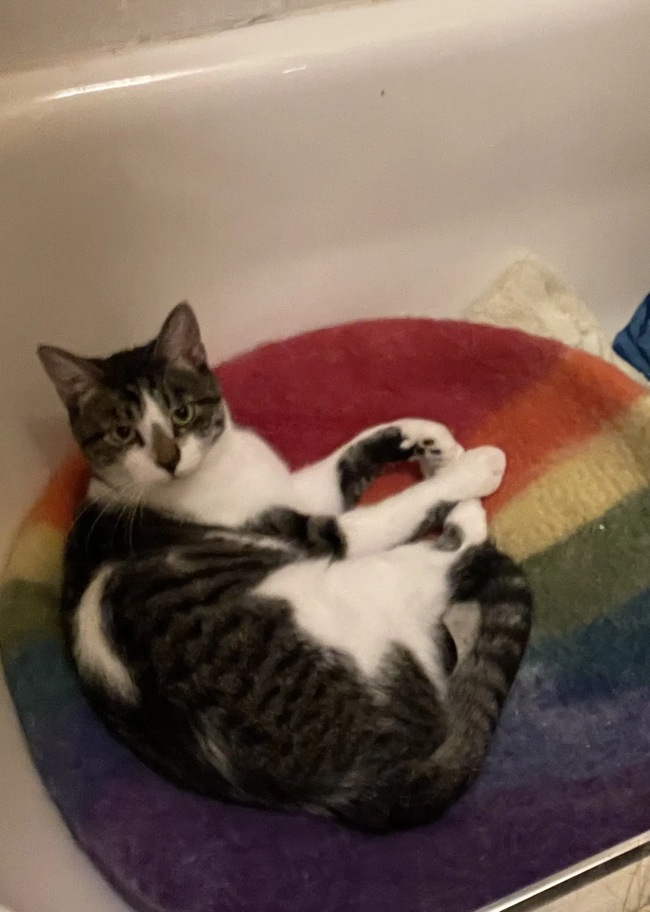 Bruiser - Domestic Short Hair