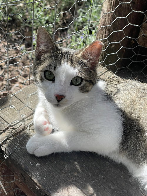 Steve, Baby Tabby / Domestic Short Hair (short coat), cat for adoption in Oakley, California