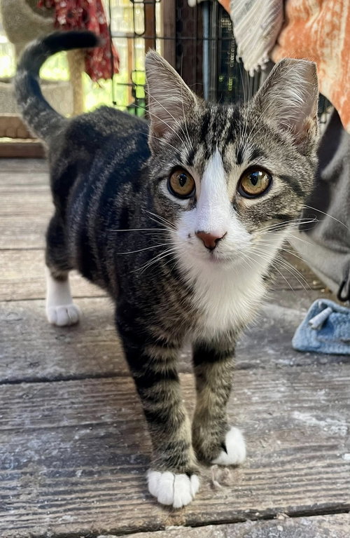 Robin, Baby Tabby / Domestic Medium Hair (medium coat), cat for adoption in Oakley, California