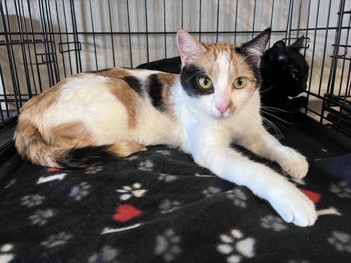 Patches, Baby Calico / Tabby (short coat), cat for adoption in Oakley, California