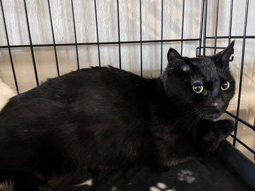 Pippen, Baby Bombay / Domestic Short Hair (short coat), cat for adoption in Oakley, California