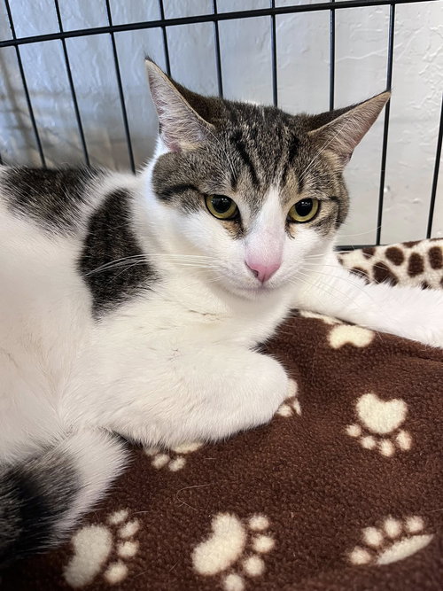 Grayson, Baby Tabby / Domestic Short Hair (short coat), cat for adoption in Oakley, California